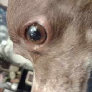 Meet your Posher, Tresjor